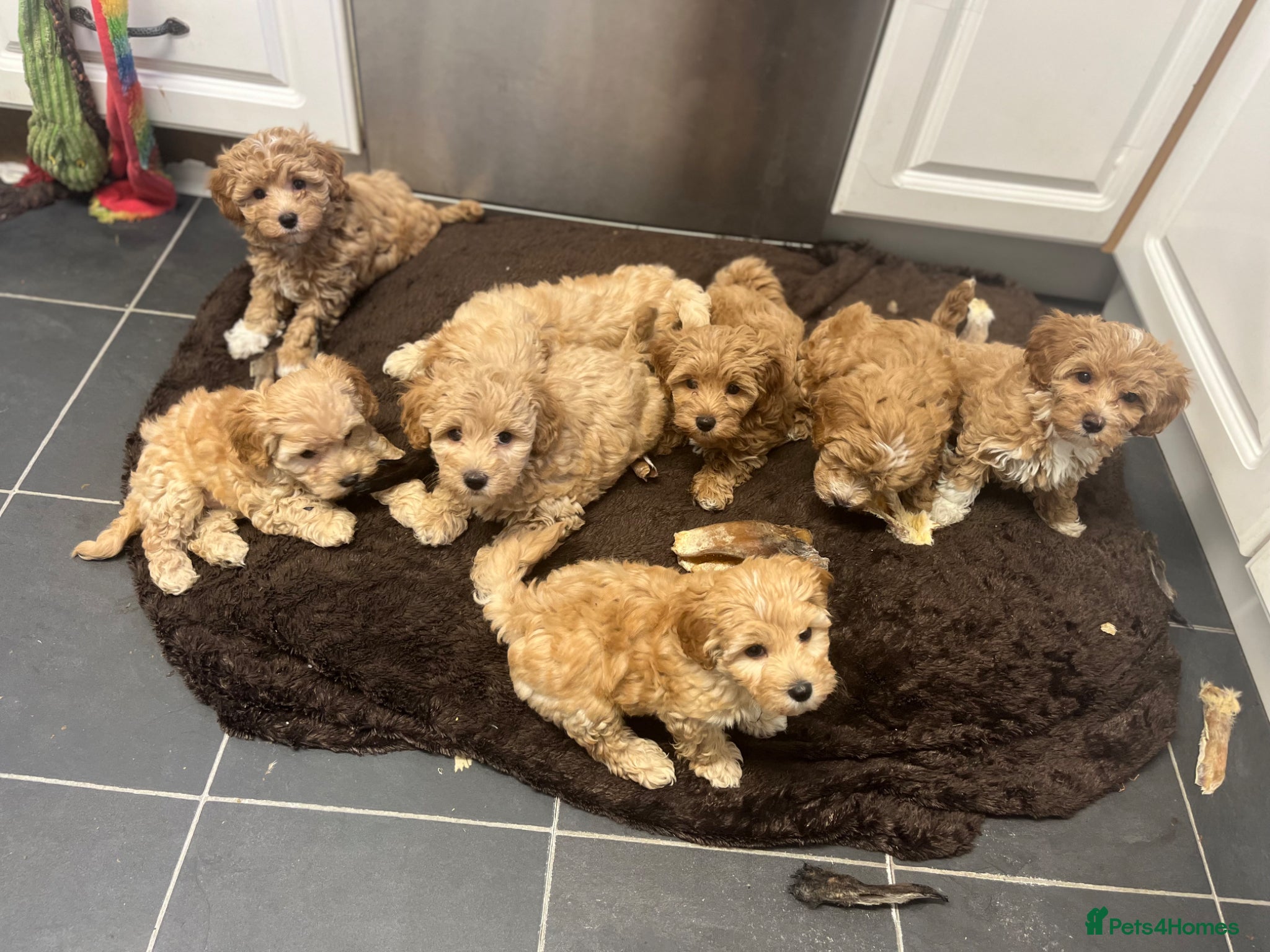 Maltipoo dogs BEAUTIFUL MALTIPOOS BOYS ONLY DNA CLEAR  - Advert 1