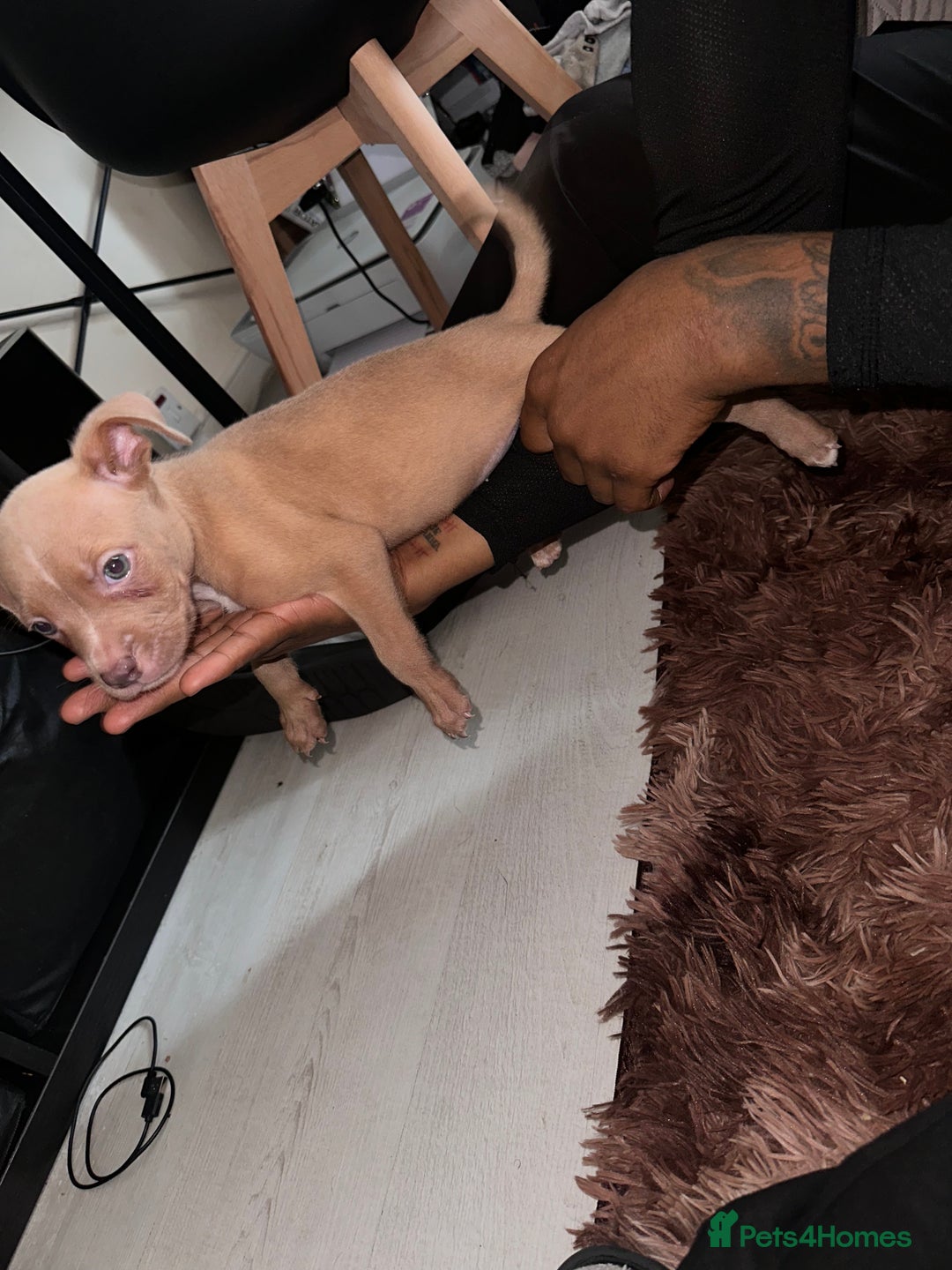 Mixed Breed dogs for sale: Mixed breed for cheap  - Image 11