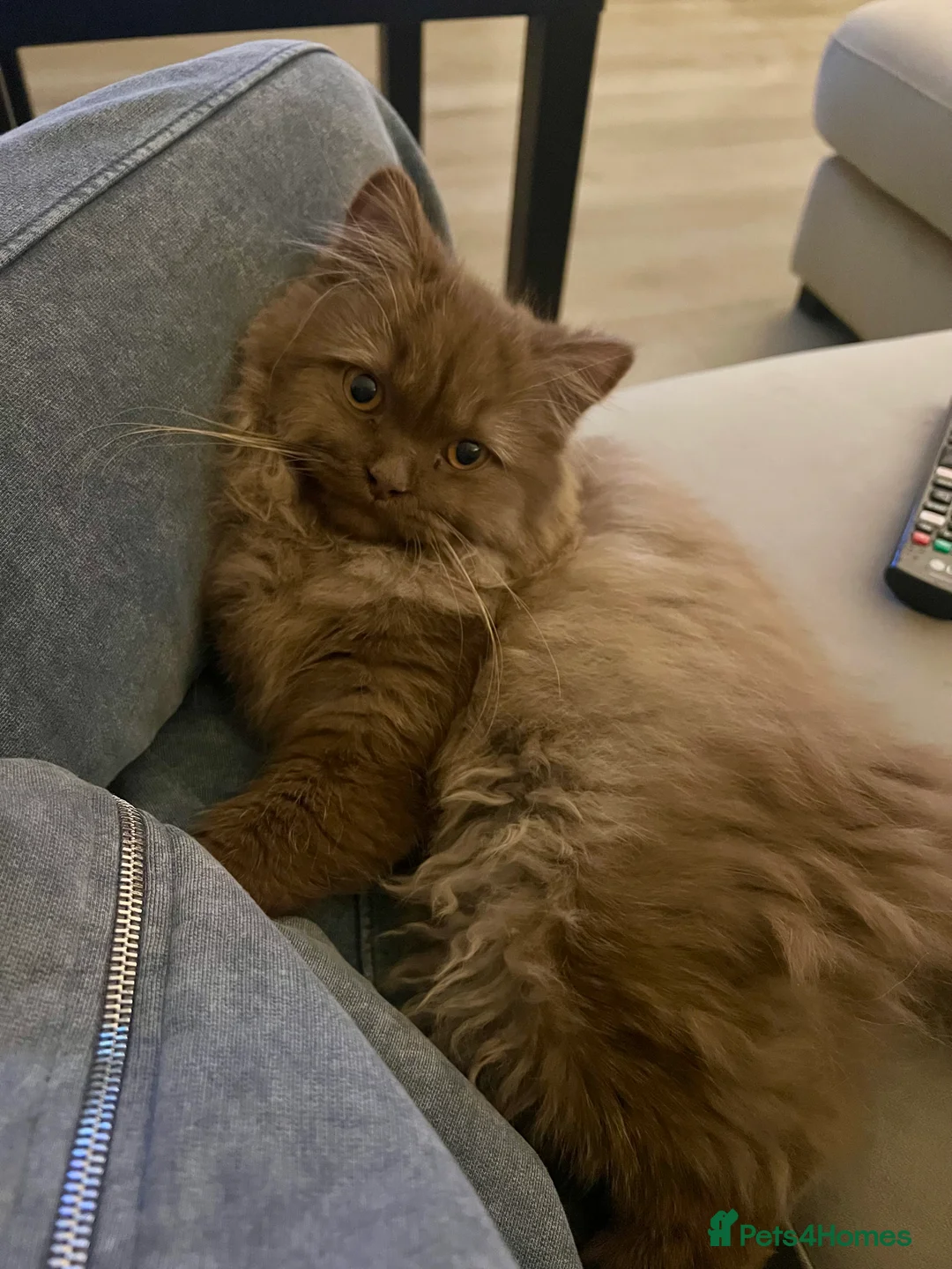 British Longhair cats for sale: Cinnamon British long hair female  - Advert 5
