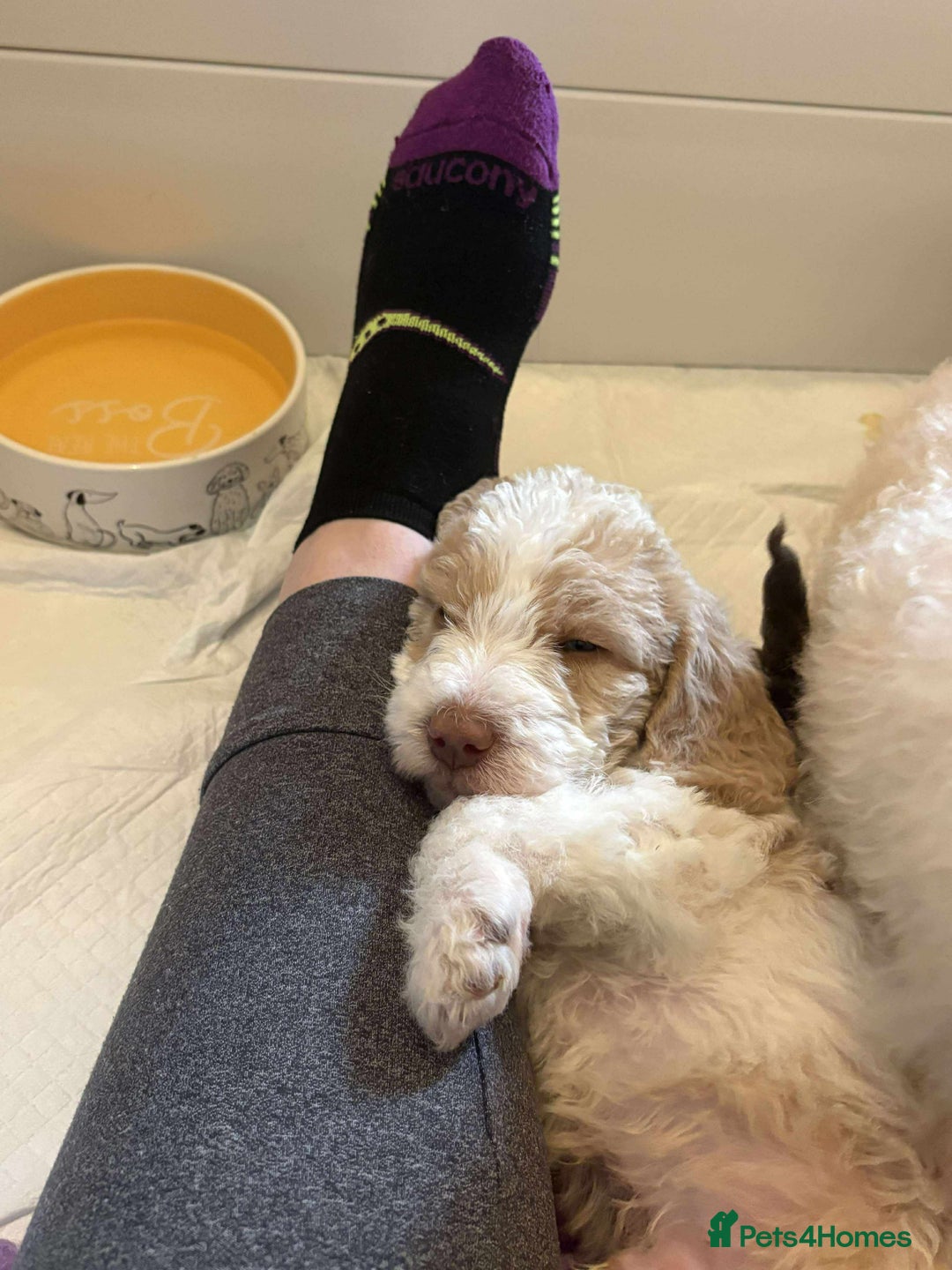 Labradoodle dogs for sale: Lovable F3B Parti Labeadoodle Puppies  - Advert 23