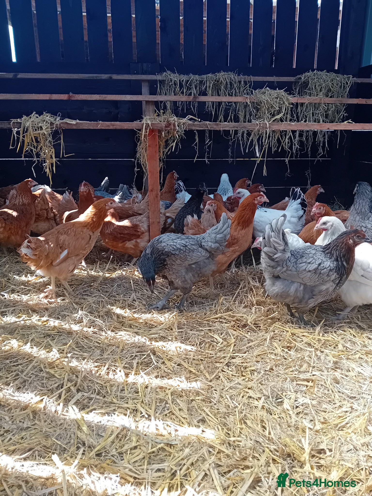 Chickens poultry for sale: POINT OF LAY HENS  - Advert 3