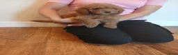 Cockapoo dogs for sale: Cockapoo puppies  - Advert 3