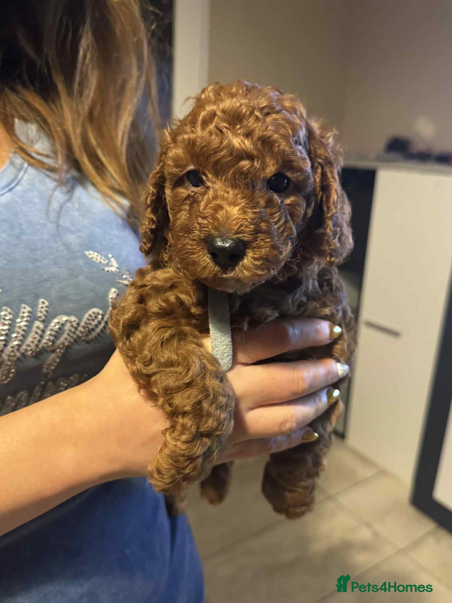 Toy Poodle dogs Beautifull tiny poodle puppies  - Advert 4