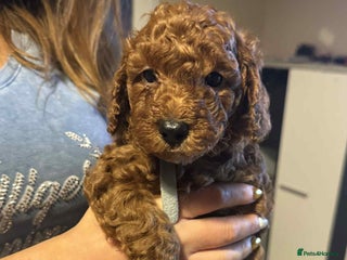 Toy Poodle dogs Beautifull tiny poodle puppies - Advert 4