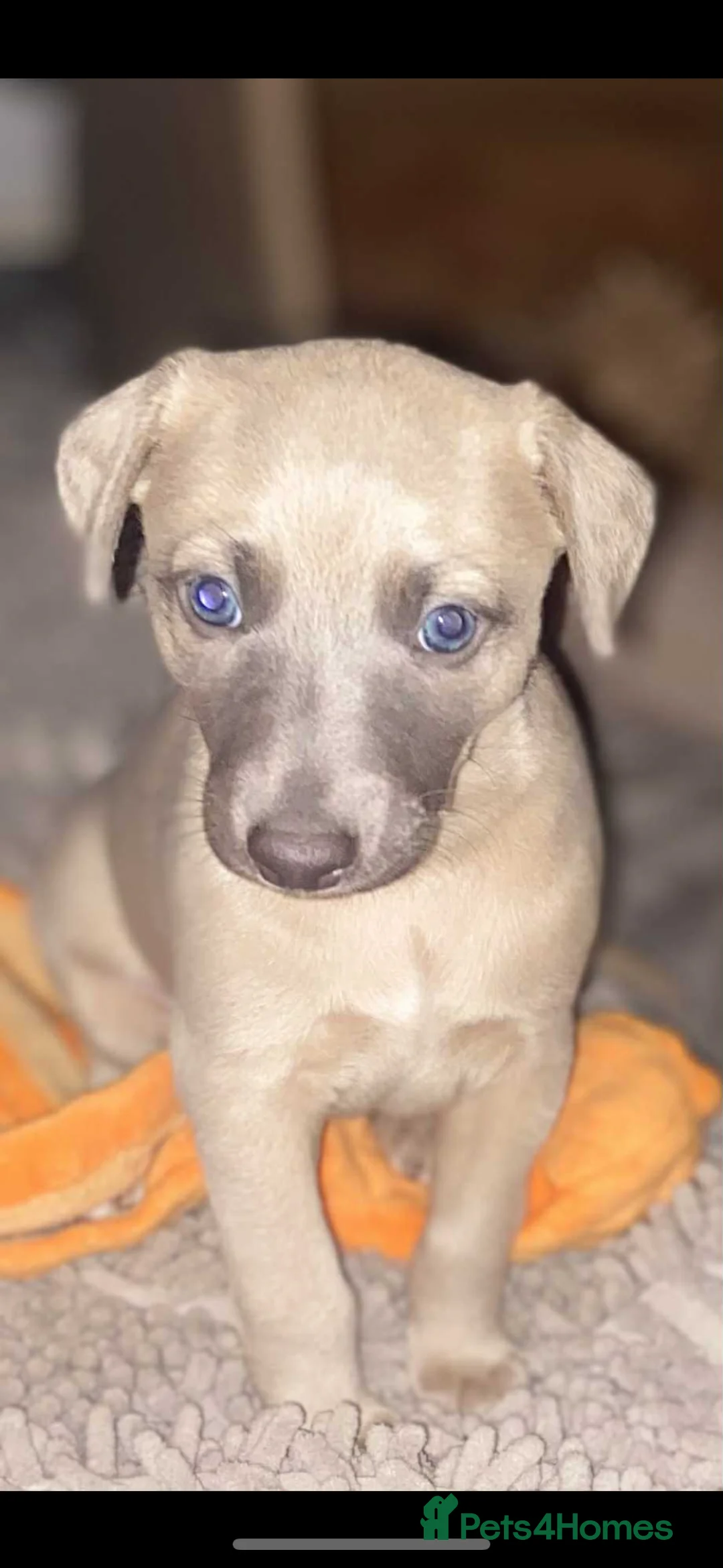Whippet dogs for sale: SOLD -Male whippet puppy - Advert 9