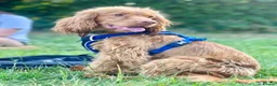 Cocker Spaniel dogs for stud: Health tested golden show cocker spaniel stud - Advert 4