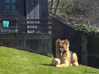 German Shepherd dogs German shepherd - Advert 4