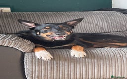 Australian Kelpie dogs for sale: Kenzo needs a rehome  - Image 3