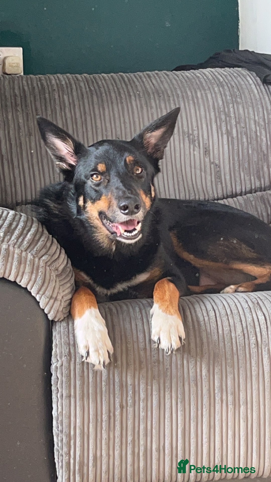 Australian Kelpie dogs for sale: Kenzo needs a rehome  - Image 3