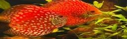 Discus fish for sale: Breeding pair of Checkerboard Pigeon Discus - Advert 3