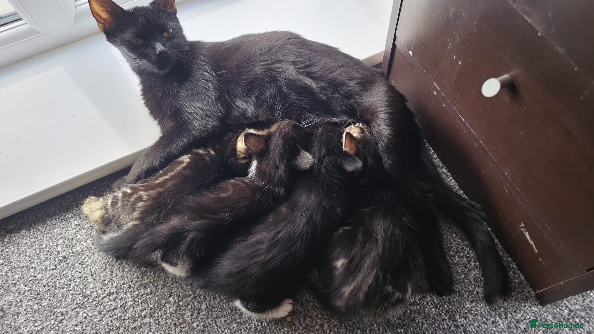 Mixed Breed cats Kittens for Sale  - Advert 1
