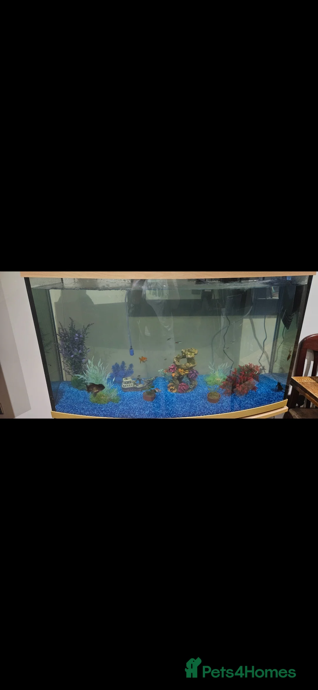 Plecos fish for sale: Fish and tank for sale - Advert 2
