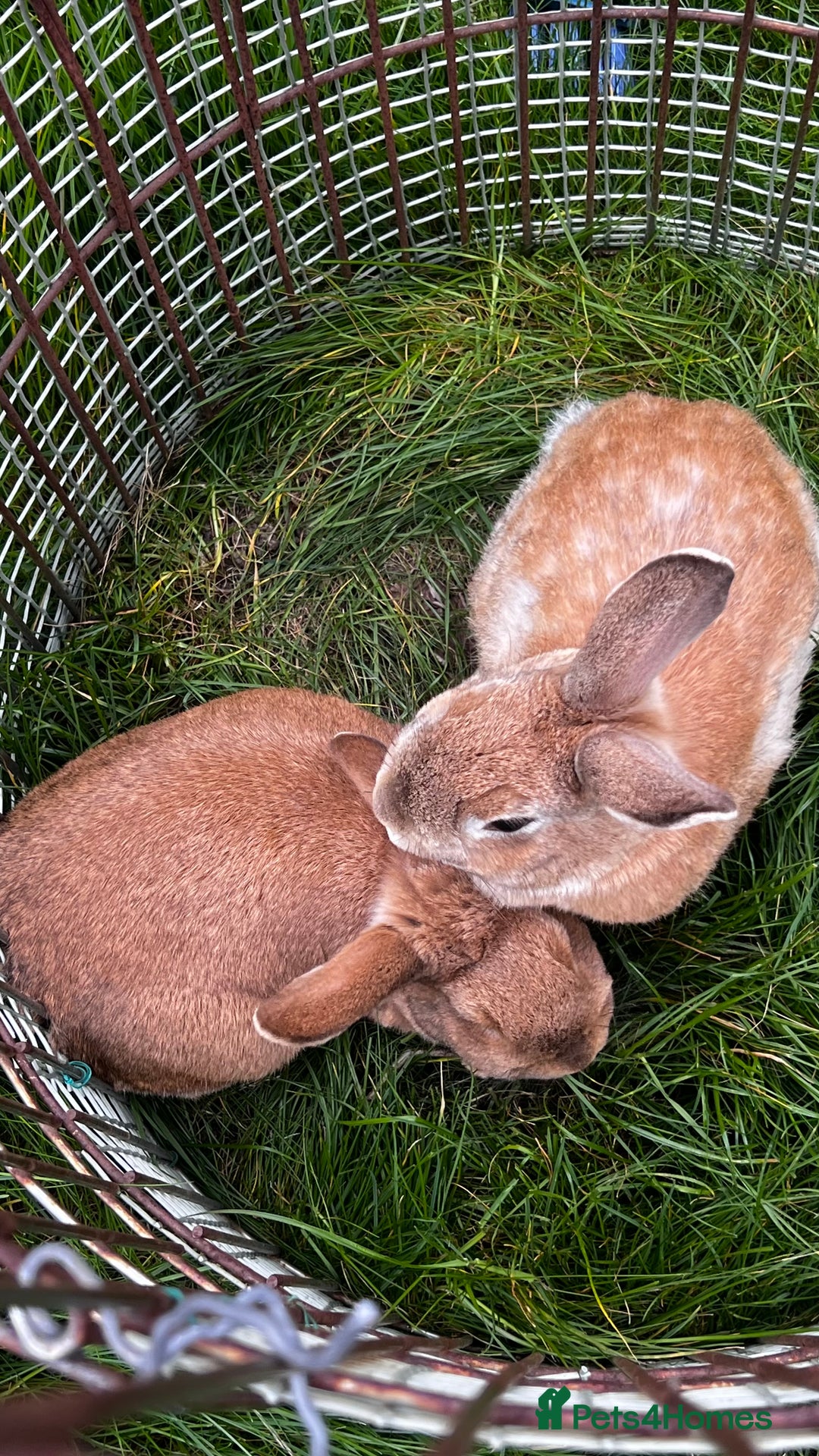 Dutch rabbits for sale: x2 Dutch Rabbits  - Advert 3