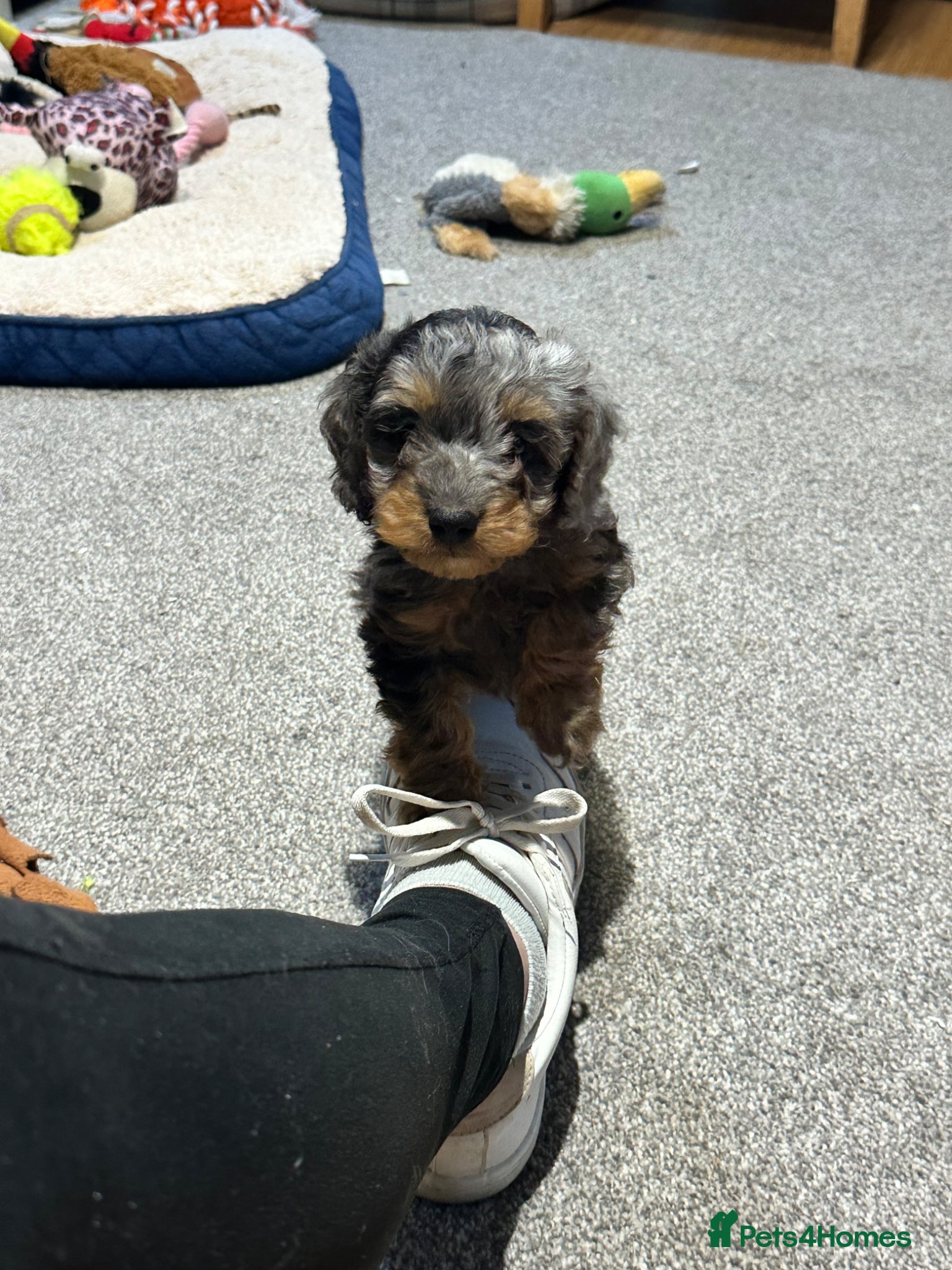 Doxiepoo dogs for sale: Stunning dachshund/poodle pups - Advert 13