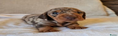Miniature Dachshund Puppy 2