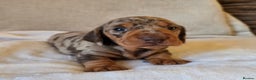 Miniature Dachshund dogs for sale: 💙Beautiful Miniature Dachund Puppies💙 - Advert 10