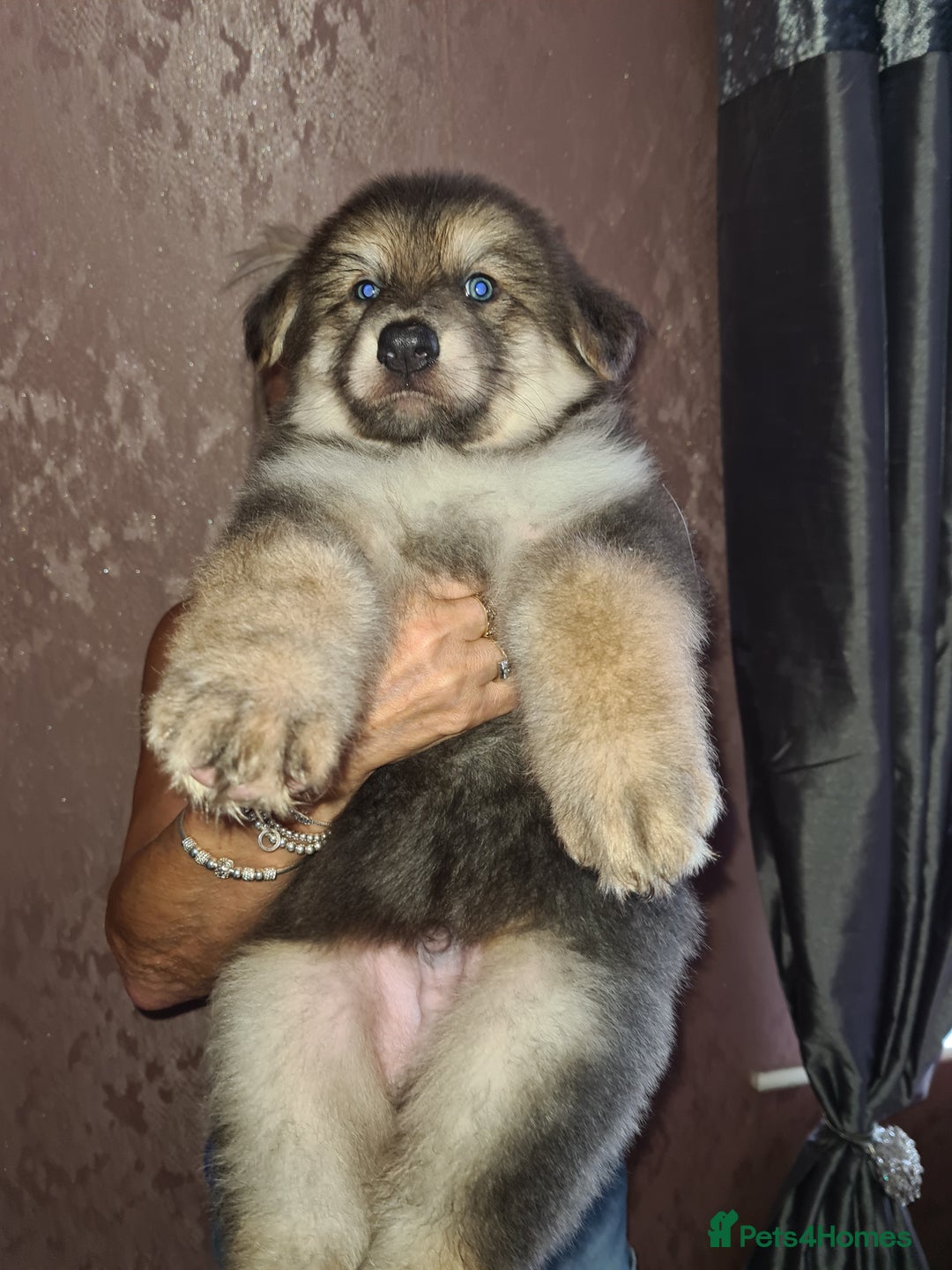 German Shepherd dogs for stud: Blue German shepherd PROVEN  - Image 23