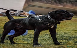 Cane Corso dogs for sale: 1 & only uk bloodline - Image 13