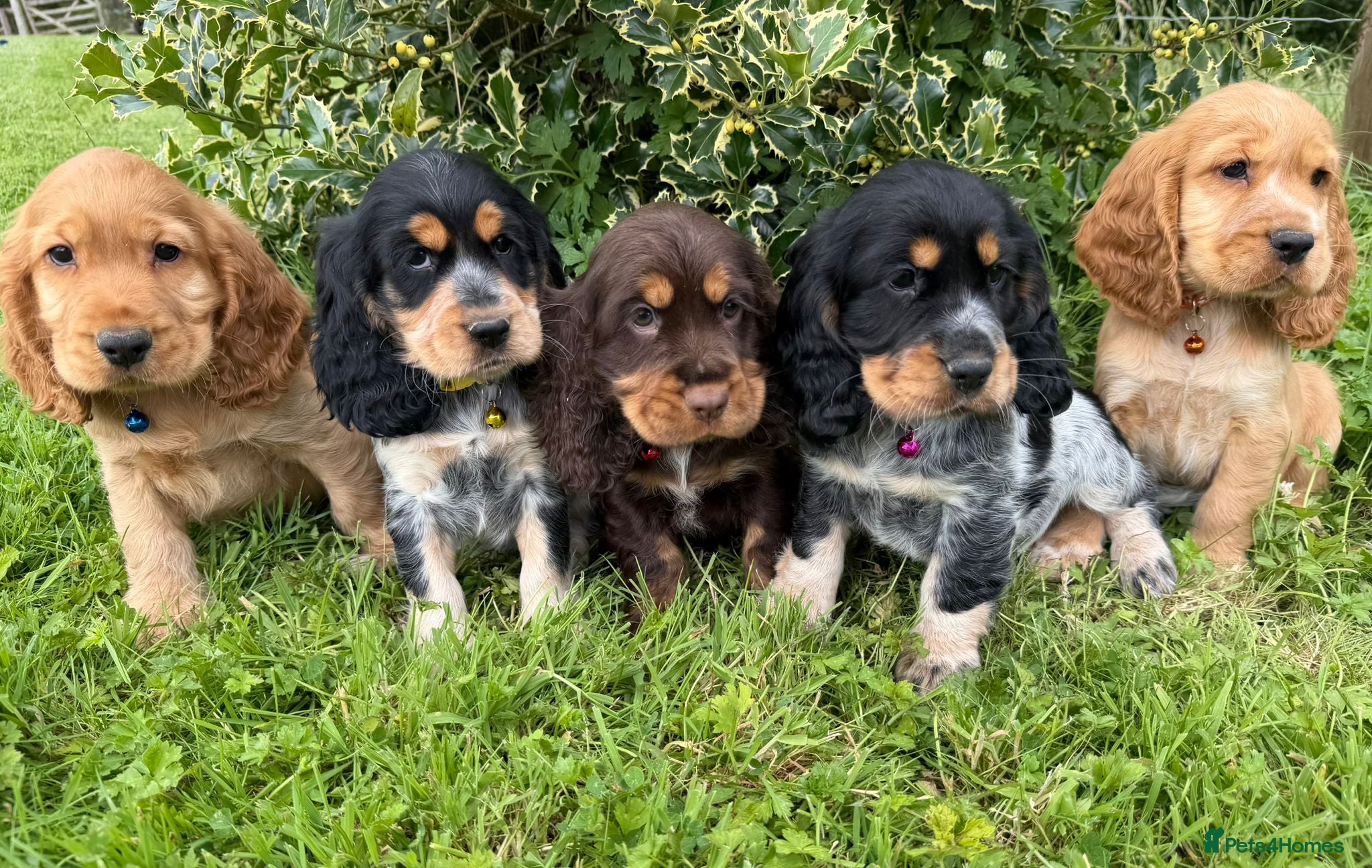 Cocker Spaniel dogs 🌟 Show Type + DNA tested 🌟 - Advert 1