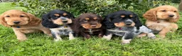 Cocker Spaniel dogs for sale: 🌟 Show Type + DNA tested 🌟 - Advert 1