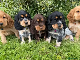 Cocker Spaniel dogs 🌟 Show Type + DNA tested 🌟 - Advert 1