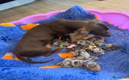 Miniature Dachshund dogs for sale: Lovely Happy Chocolate & Tan Dapple Babies  - Image 18