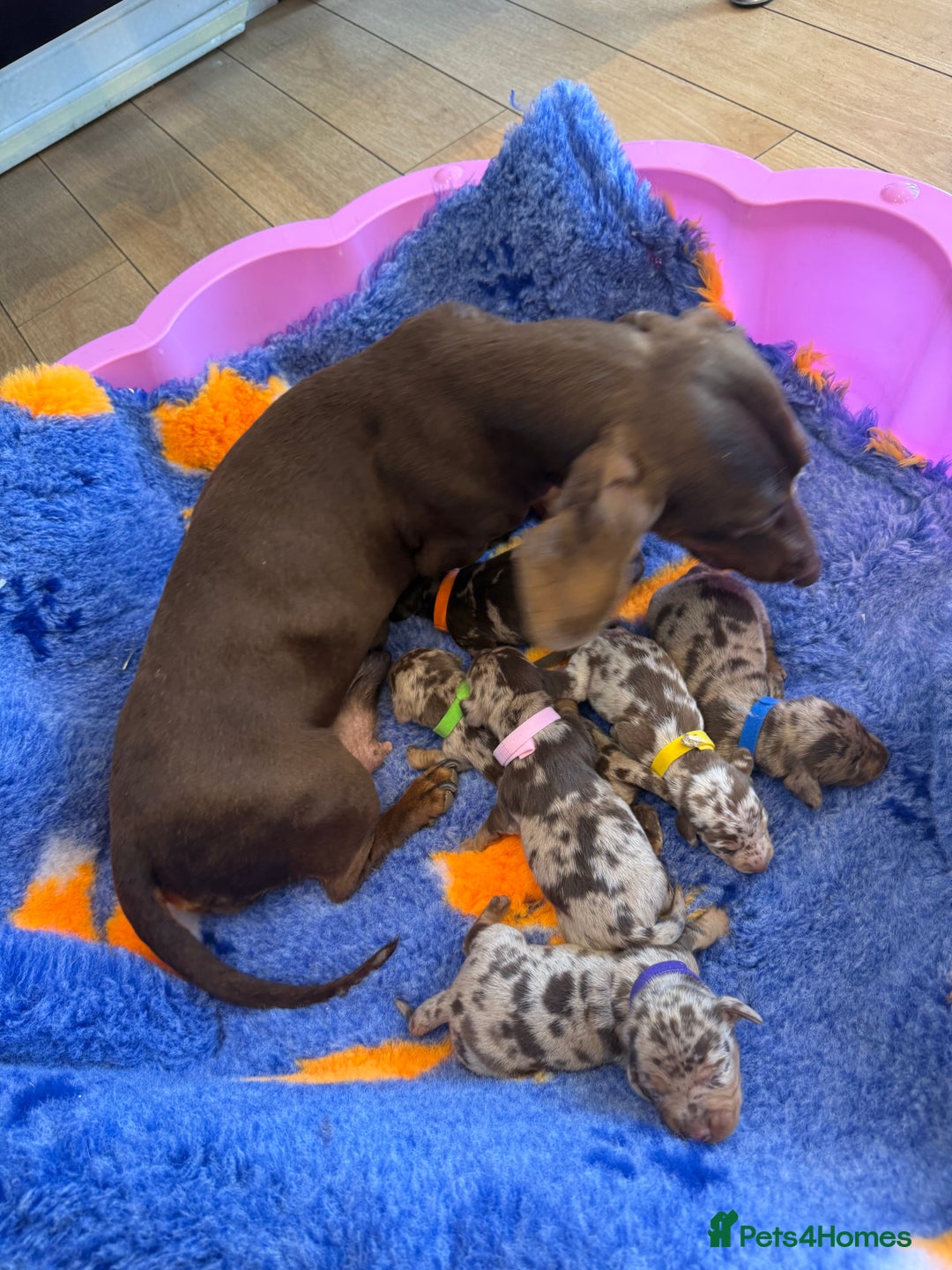 Miniature Dachshund dogs for sale: Lovely Happy Chocolate & Tan Dapple Babies  - Image 18