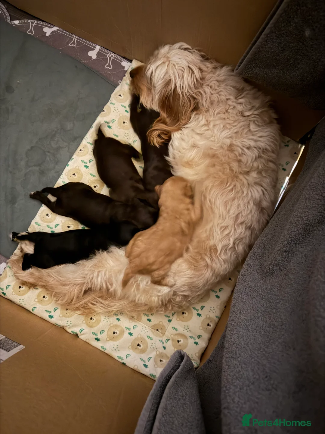 Cockapoo dogs for sale: Beautiful cockapoo puppies  - Advert 1