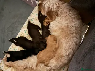 Cockapoo dogs Beautiful cockapoo puppies - Advert 1