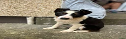 Border Collie dogs for sale: Border collie pup in Swansea - Advert 3