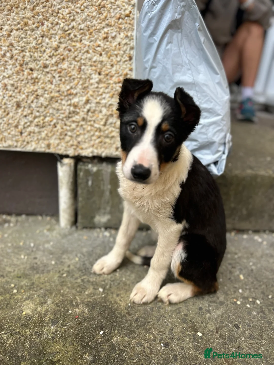 Border Collie dogs for sale: Border collie pup in Swansea - Advert 3