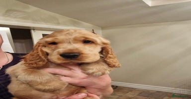 Cocker Spaniel dogs - Advert 11