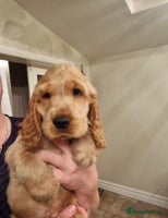 Cocker Spaniel dogs - Advert 11