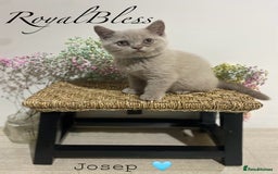 British Shorthair cats for sale: 👑ROYALBLESS STUNNING LILAC BRITISH SHORTHAIR  - Image 33