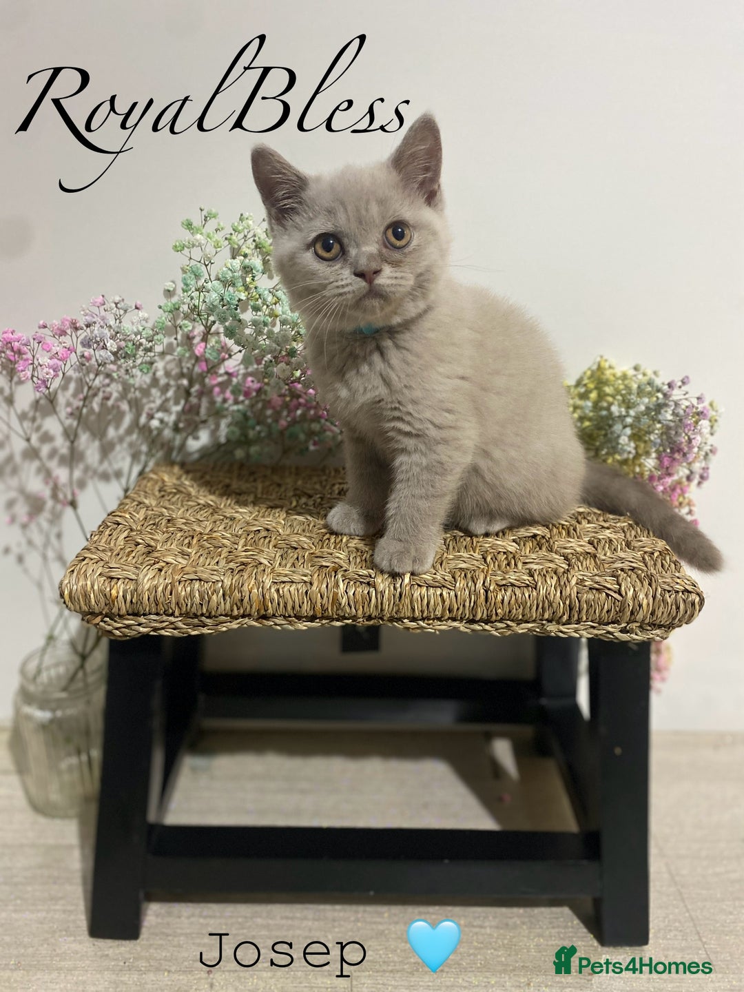 British Shorthair cats for sale: 👑ROYALBLESS STUNNING LILAC BRITISH SHORTHAIR  - Image 33