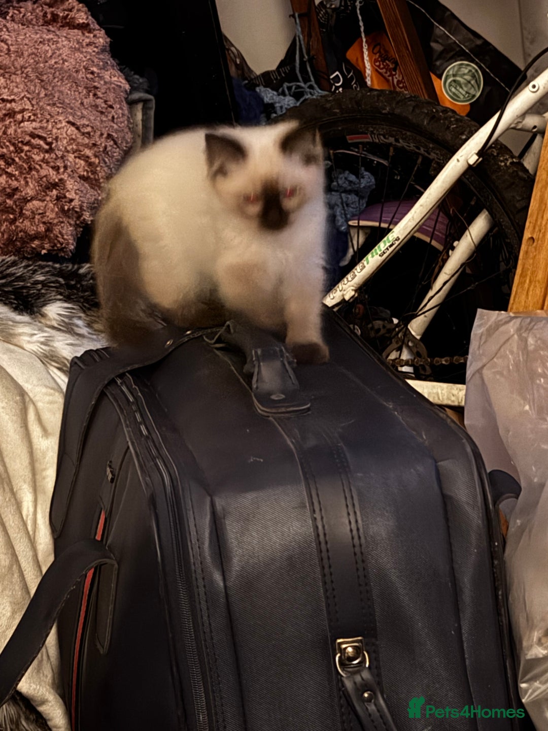 Ragdoll cats for sale: Seal Point Pedigree Ragdoll Kittens x 3 - Image 5