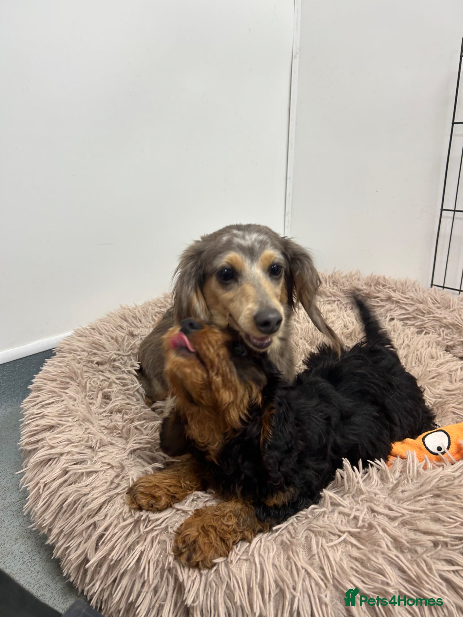 Doxiepoo dogs 5⭐️ Licensed. Doxiepoo ready to leave.  - Advert 2