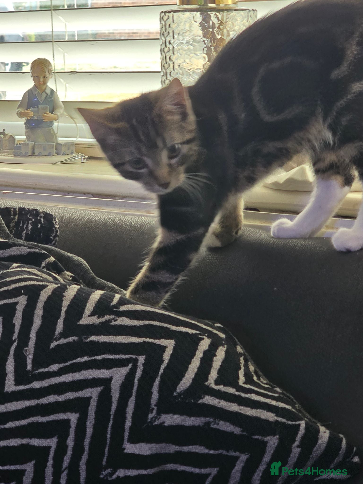 Domestic Shorthair cats Short haird kitten for sale - Advert 4