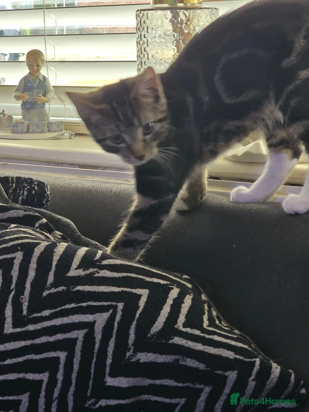 Domestic Shorthair cats for sale: Short haird kitten for sale - Advert 1