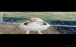 Chickens poultry for sale: Free cockerels  - Image 2