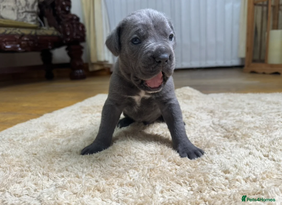 Cane Corso dogs for sale: Cane Corso Puppies - Irish Kennel Club Registered  - Advert 2