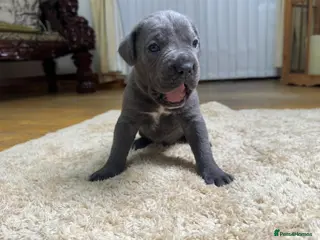 Cane Corso dogs Cane Corso Puppies - Irish Kennel Club Registered - Advert 14