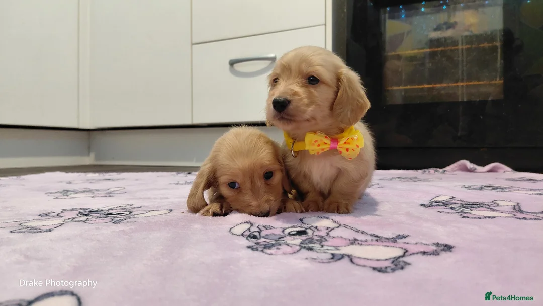 Miniature Dachshund dogs for sale: KC Reg. Longhaired Full Cream Mini Dachshunds 💛🐾 - Advert 28