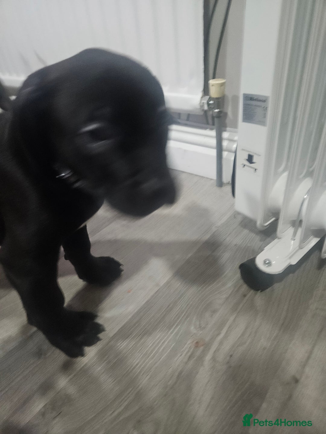 Mixed Breed dogs for sale: Prety puppy - Advert 4