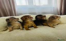Abyssinian cats for sale: 🥇 5+ Gen Champ🏆 Fawn🤍Blue💙 girls🤎choco🧡ruddy - Image 7