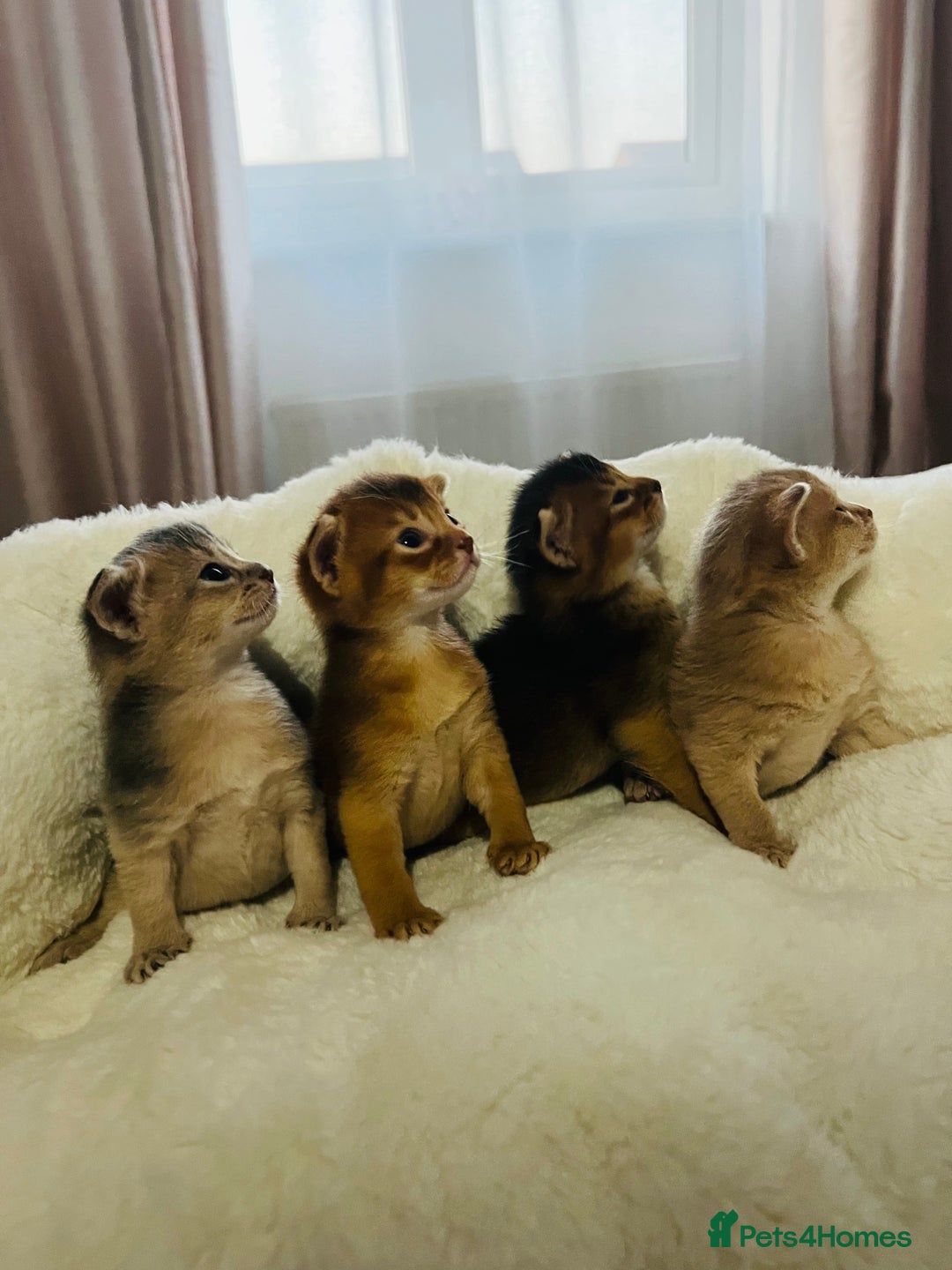 Abyssinian cats for sale: 🥇 5+ Gen Champ🏆 Fawn🤍Blue💙 girls🤎choco🧡ruddy - Image 7