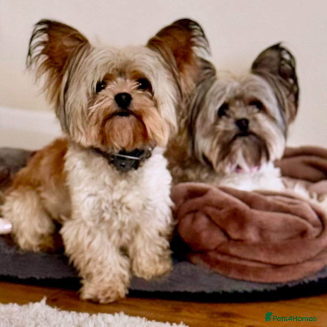 Chorkie dogs for sale: Chorkie (x2 Boys) - Image 30