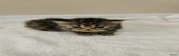 Mixed Breed cats for sale: Pedigree Persian exotic cross - Advert 5