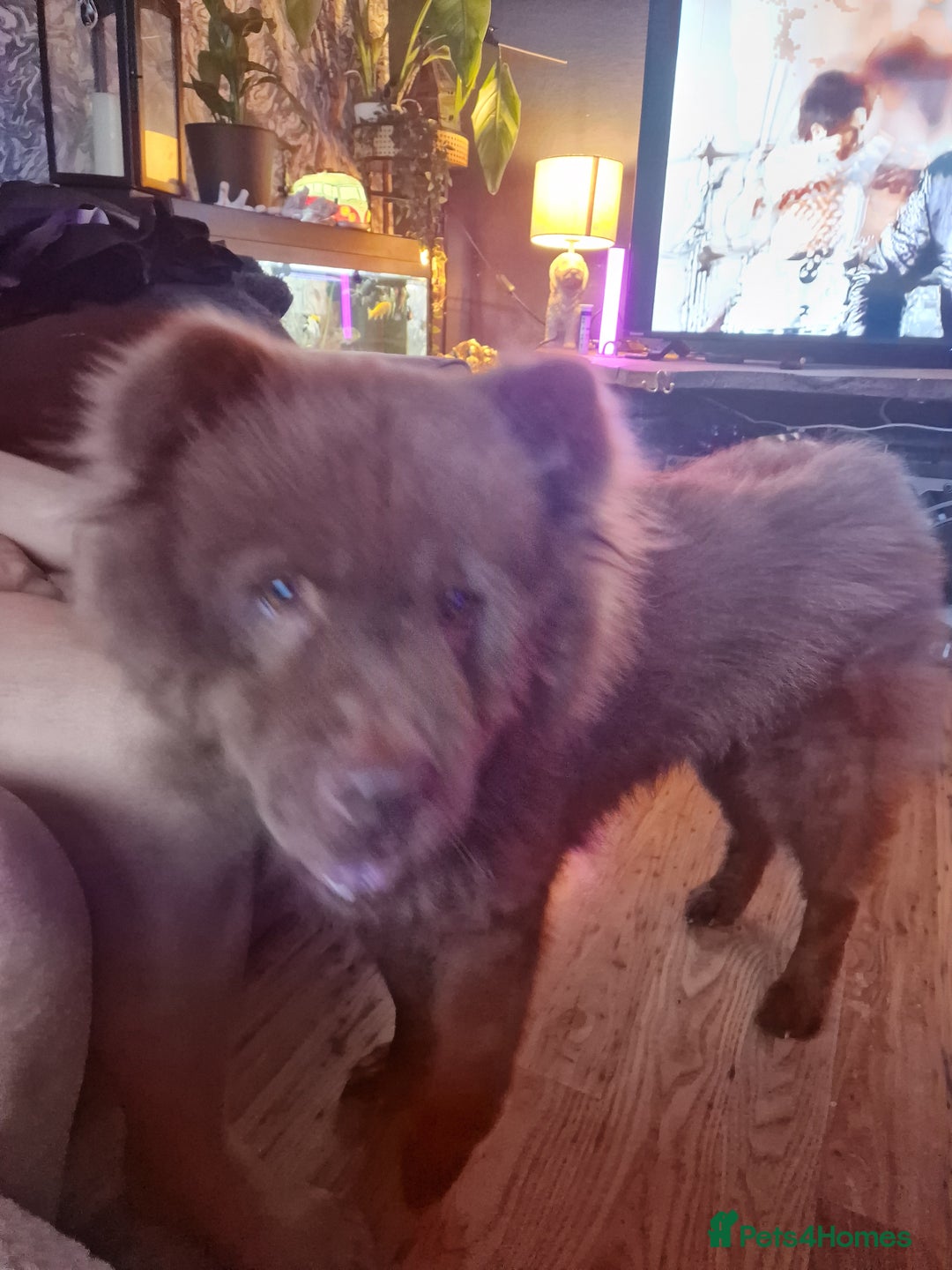 Chow Chow dogs for sale: Chocolate Chow Chow - Image 2