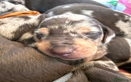 Miniature Dachshund dogs for sale: 8 MINIATURE DACHSHUNDS - Advert 17